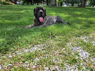 Brutus