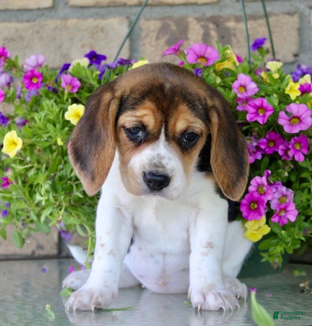 Beagle dogs for sale: Buffy - Ad 2