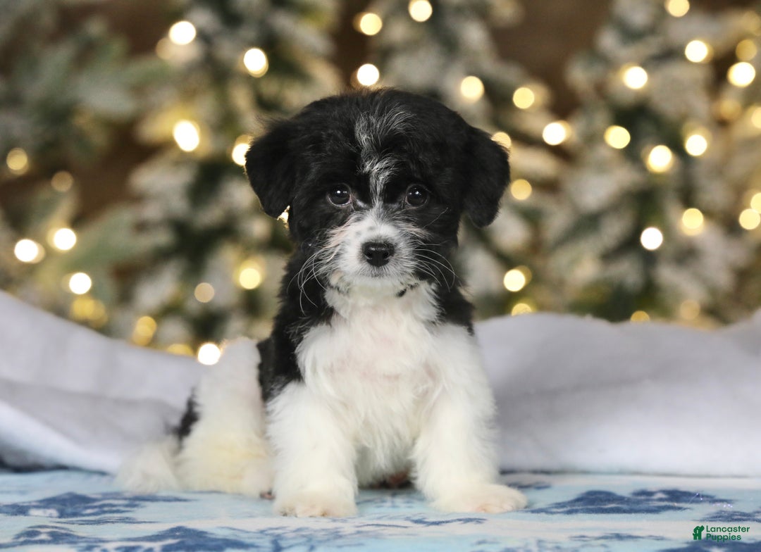 Teddy Bear dogs for sale: Noelle - Ad 51