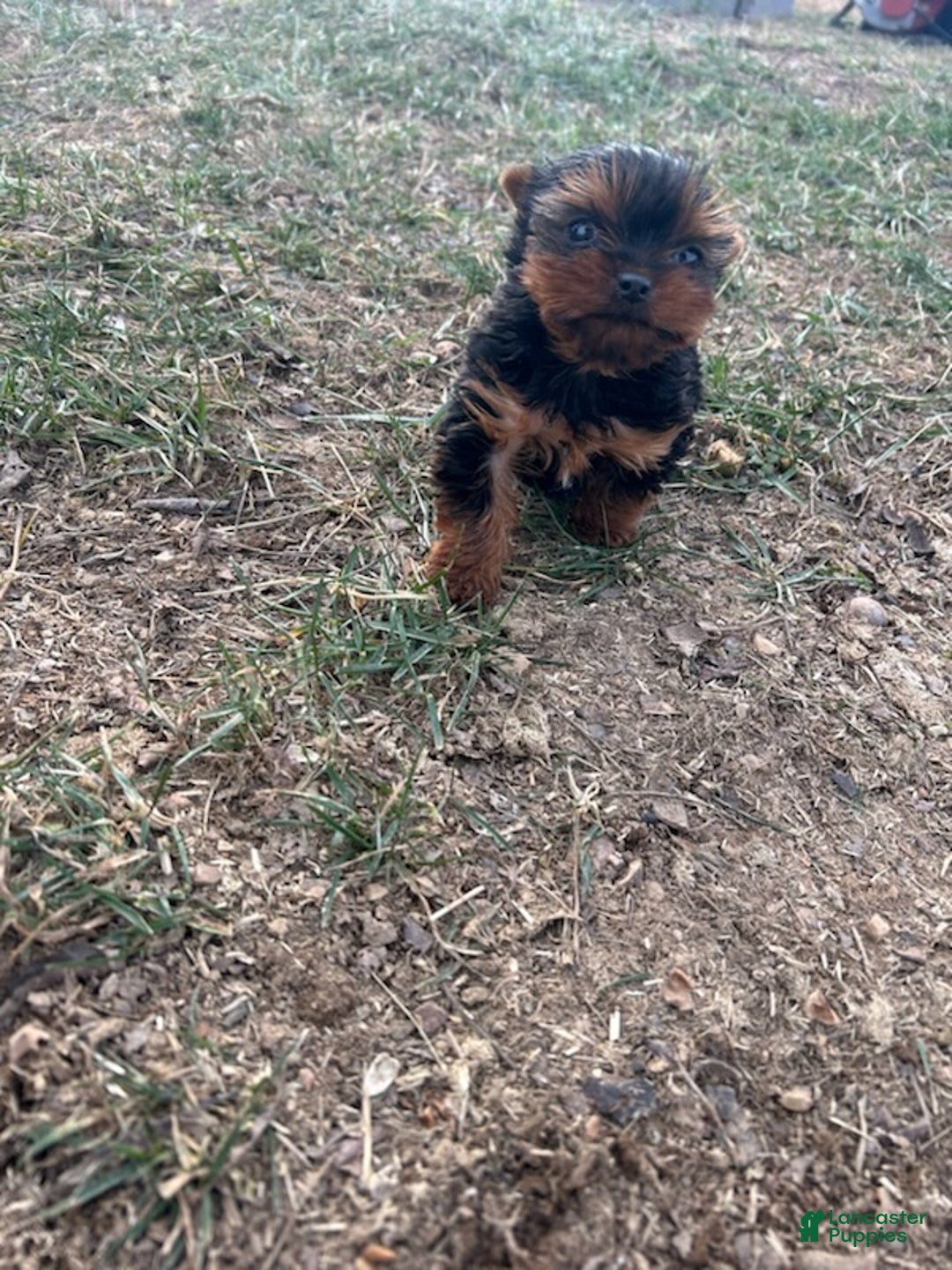 Yorkshire Terrier dogs for sale: Ashley - Ad 2