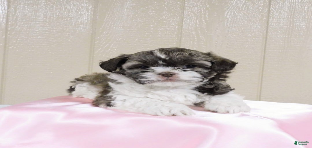 Gallery Image {{count}}