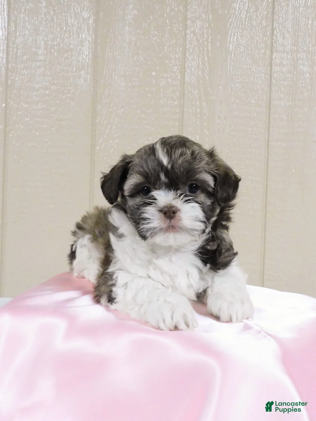 Gallery Image {{count}}