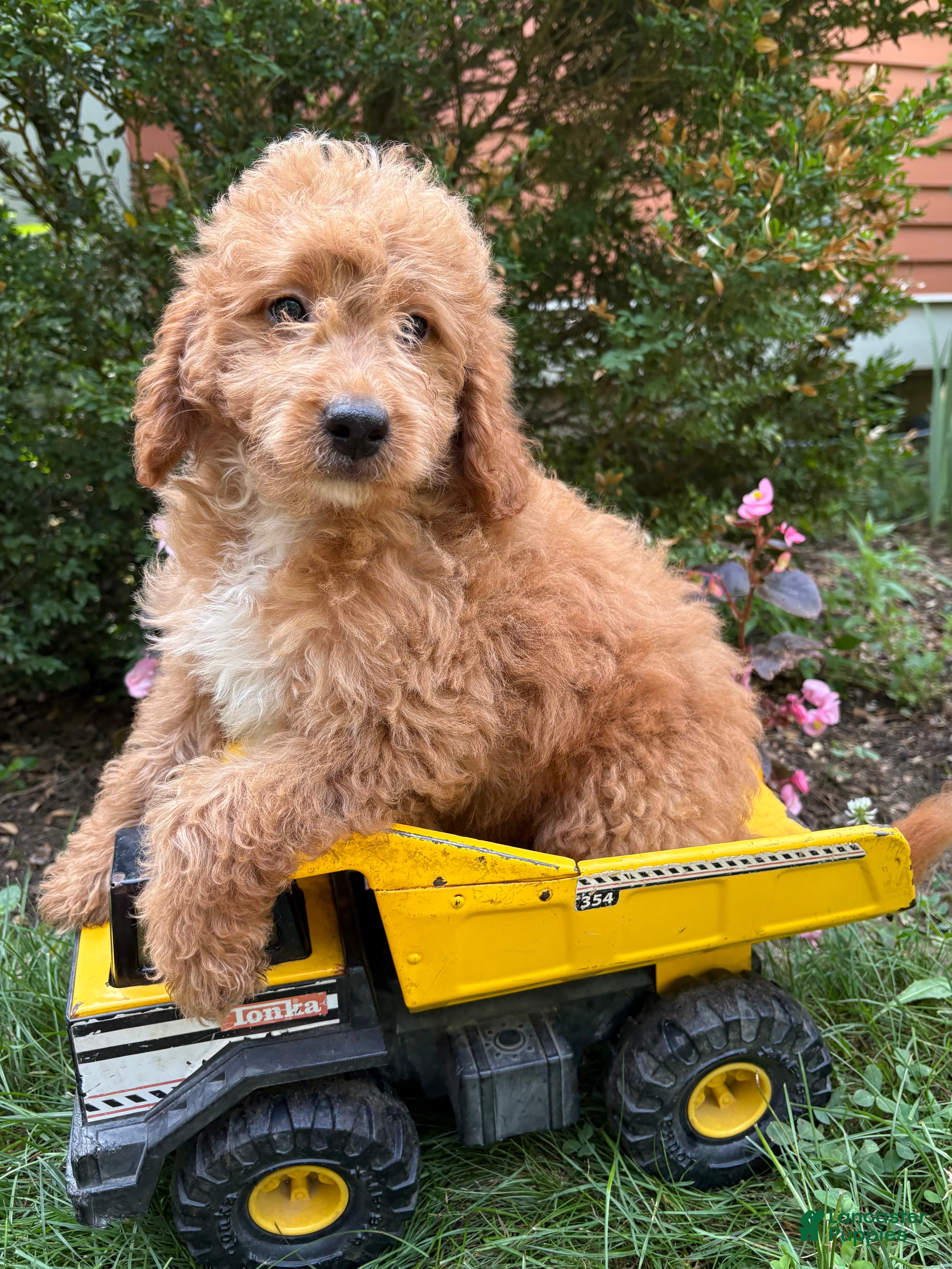 Mini Goldendoodle dogs Bennet - Ad 2