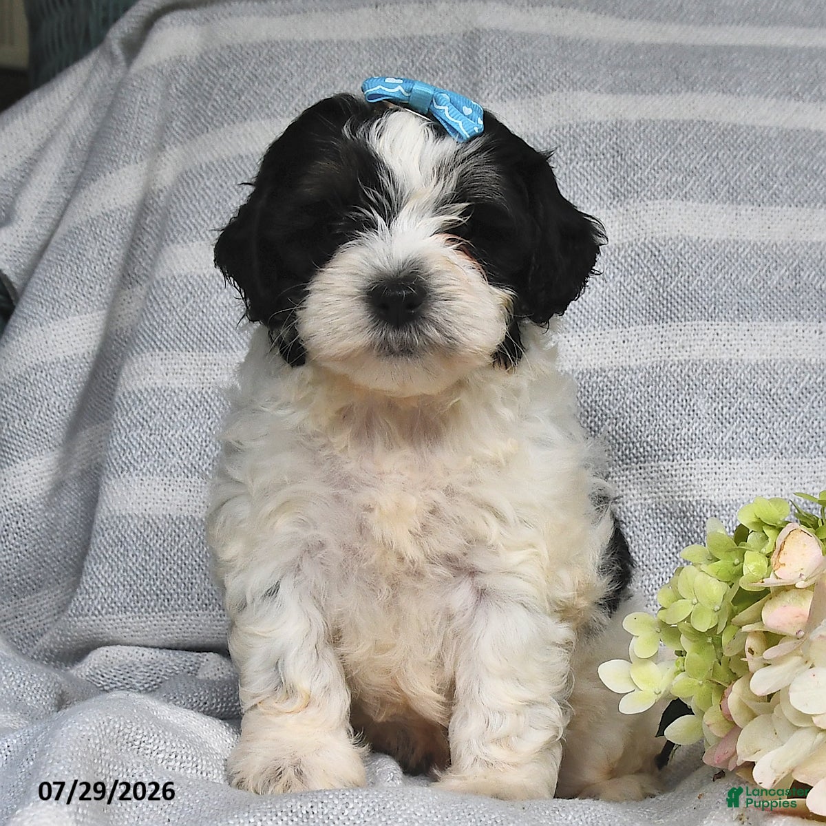 Shihpoo dogs Lincoln - Ad 1