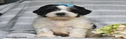 Shihpoo dogs for sale: Lincoln - Ad 1