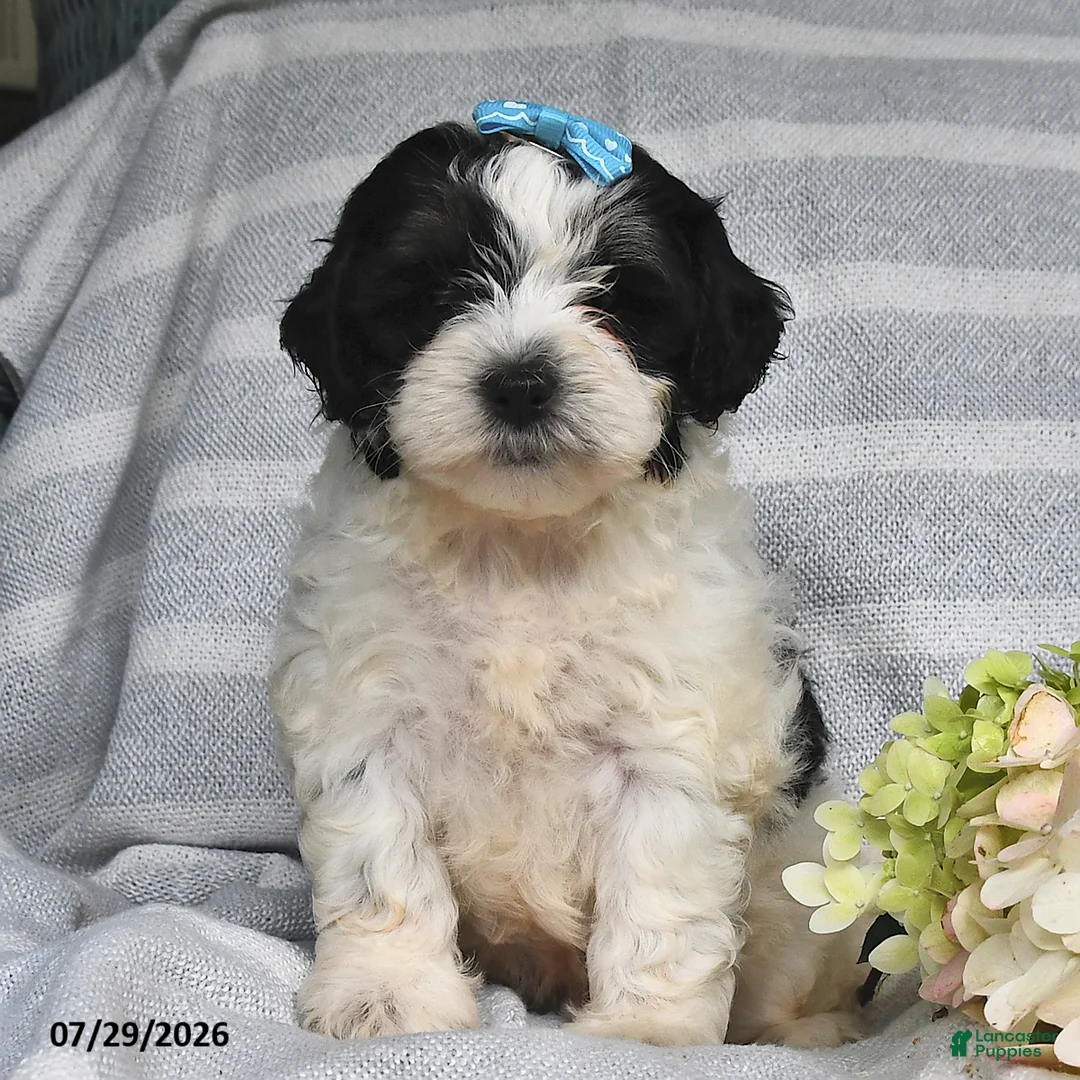 Shihpoo dogs for sale: Lincoln - Ad 1