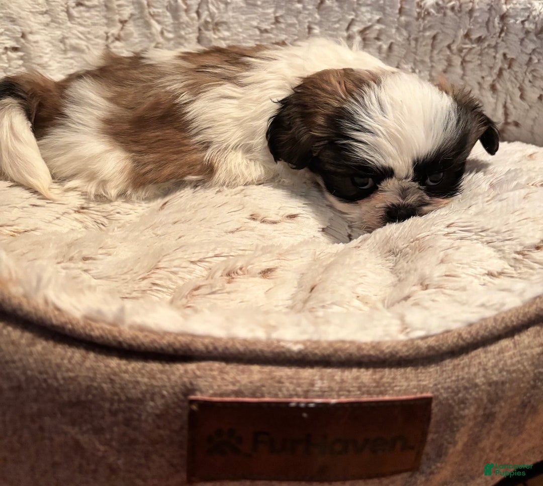Shih Tzu dogs for sale: Shih Tzu Puppy  - Ad 5