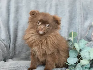 Pomeranian dogs Tim - Ad 41