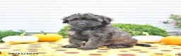 Shihpoo dogs for sale: Forrest  - Ad 4