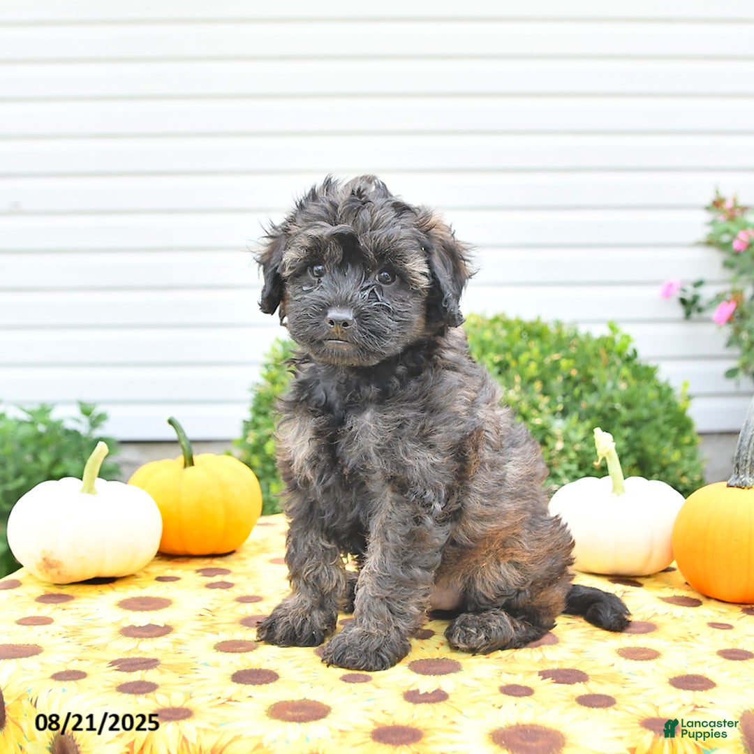 Shihpoo dogs for sale: Forrest  - Ad 4