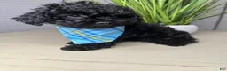 Shihpoo dogs for sale: Shihpoo 2 - Ad 3