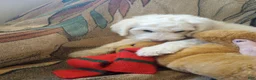 Sheepadoodle dogs for sale: Blessing!! - Ad 19