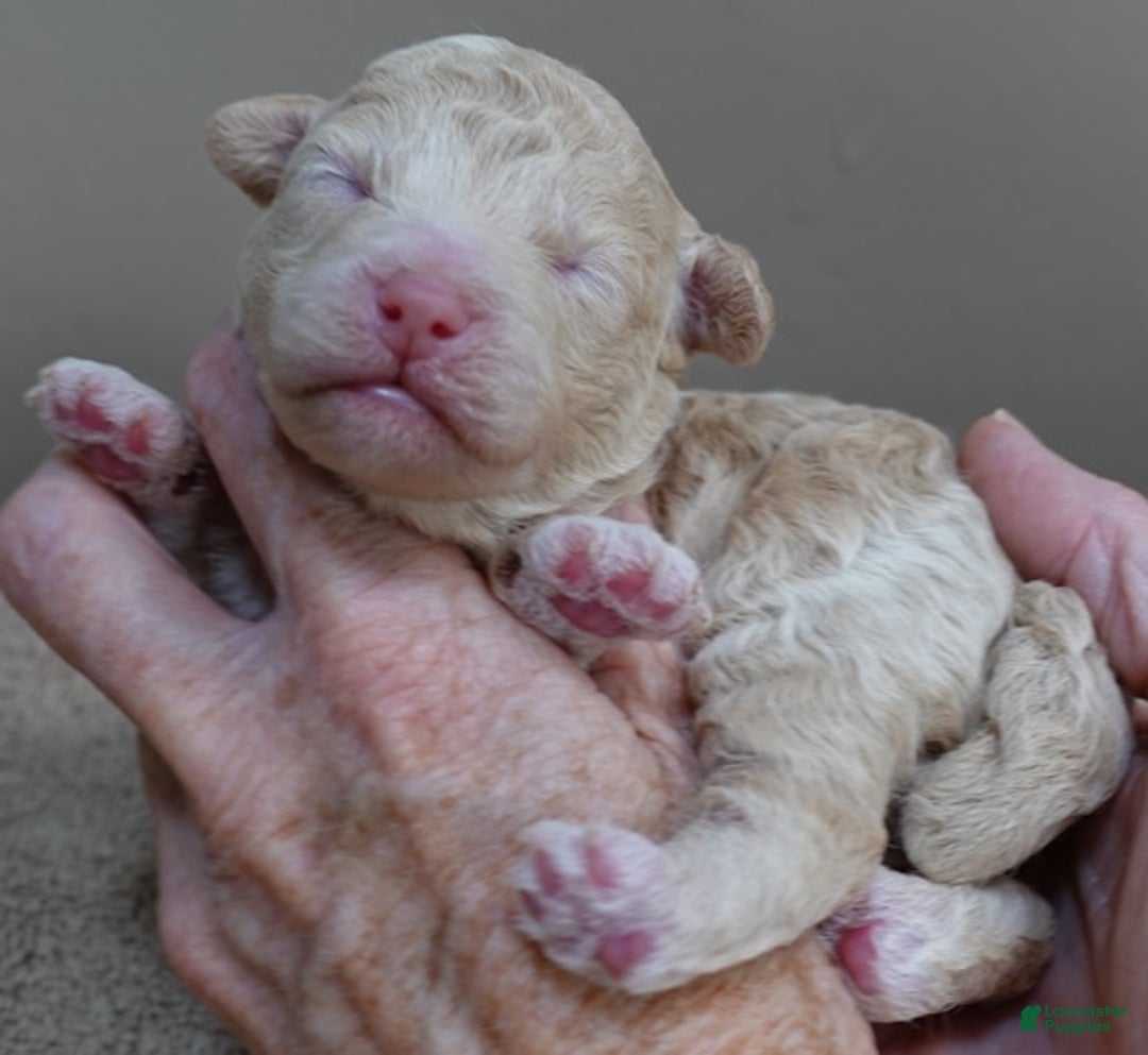 Toy Poodle dogs for sale: Denver shimmering champagne - Ad 8