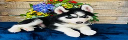Siberian Husky dogs for sale: Hershey  - Ad 5