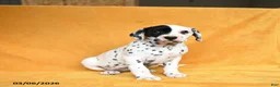 Dalmatian dogs for sale: Casey - Ad 1