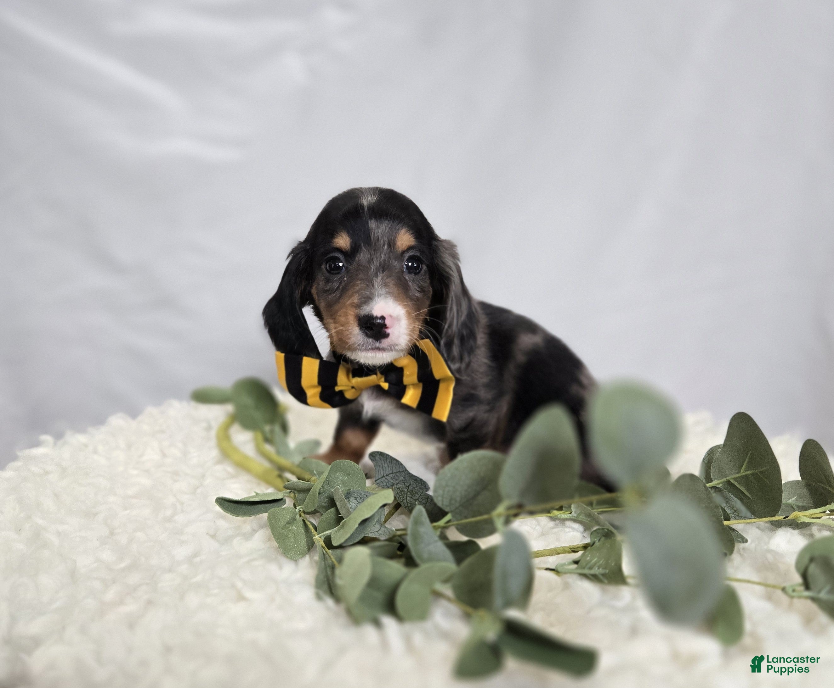 Miniature Dachshund dogs Flicker - Ad 1
