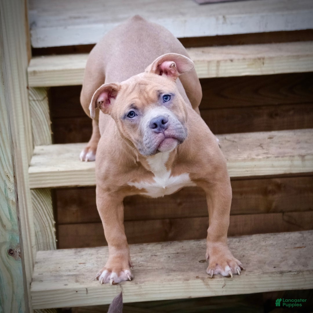 American Bully dogs for sale: lilith - Ad 6