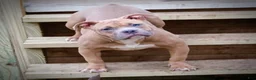 American Bully dogs for sale: American Bully litter of 10 puppies - Ad 17