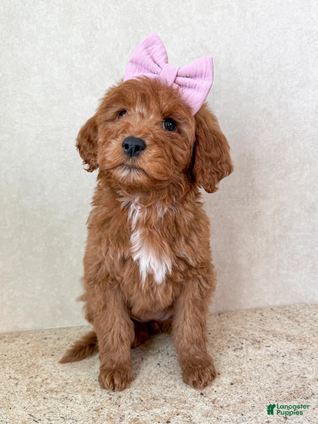Goldendoodle dogs for sale: carol - Ad 3