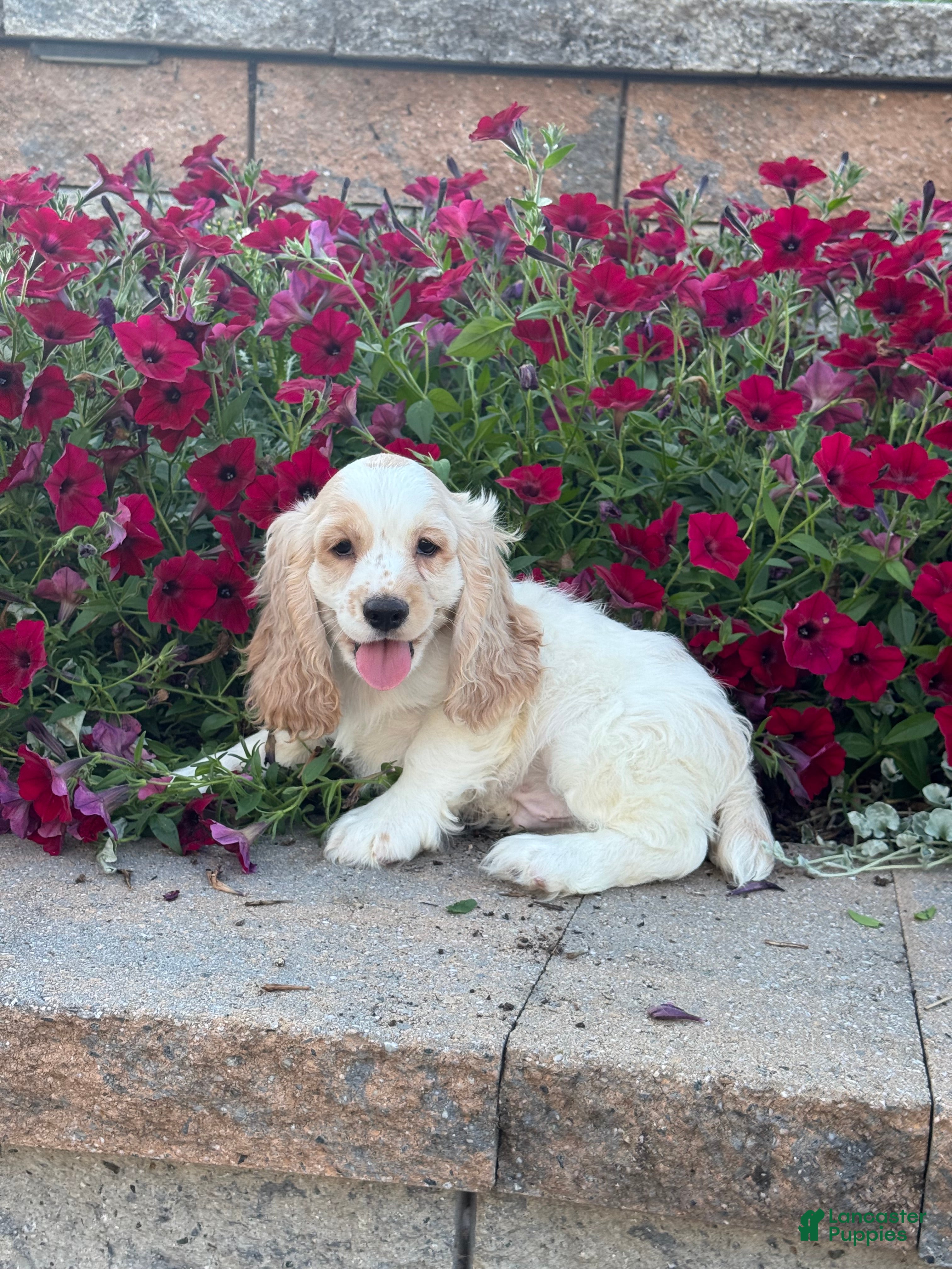 Cocker Spaniel dogs Ceaser - Ad 31