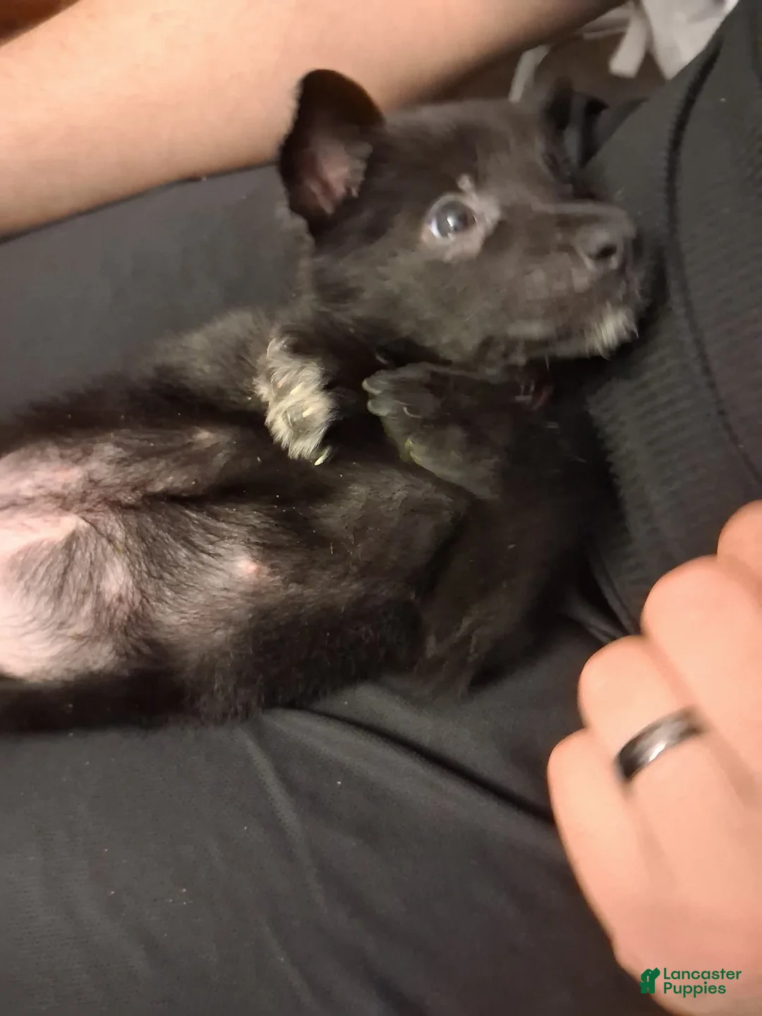 German Shepherd dogs for sale: Tink 🩷 - Ad 2