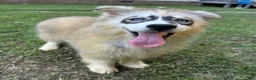 Siberian Husky dogs for sale: REYNA - Ad 19