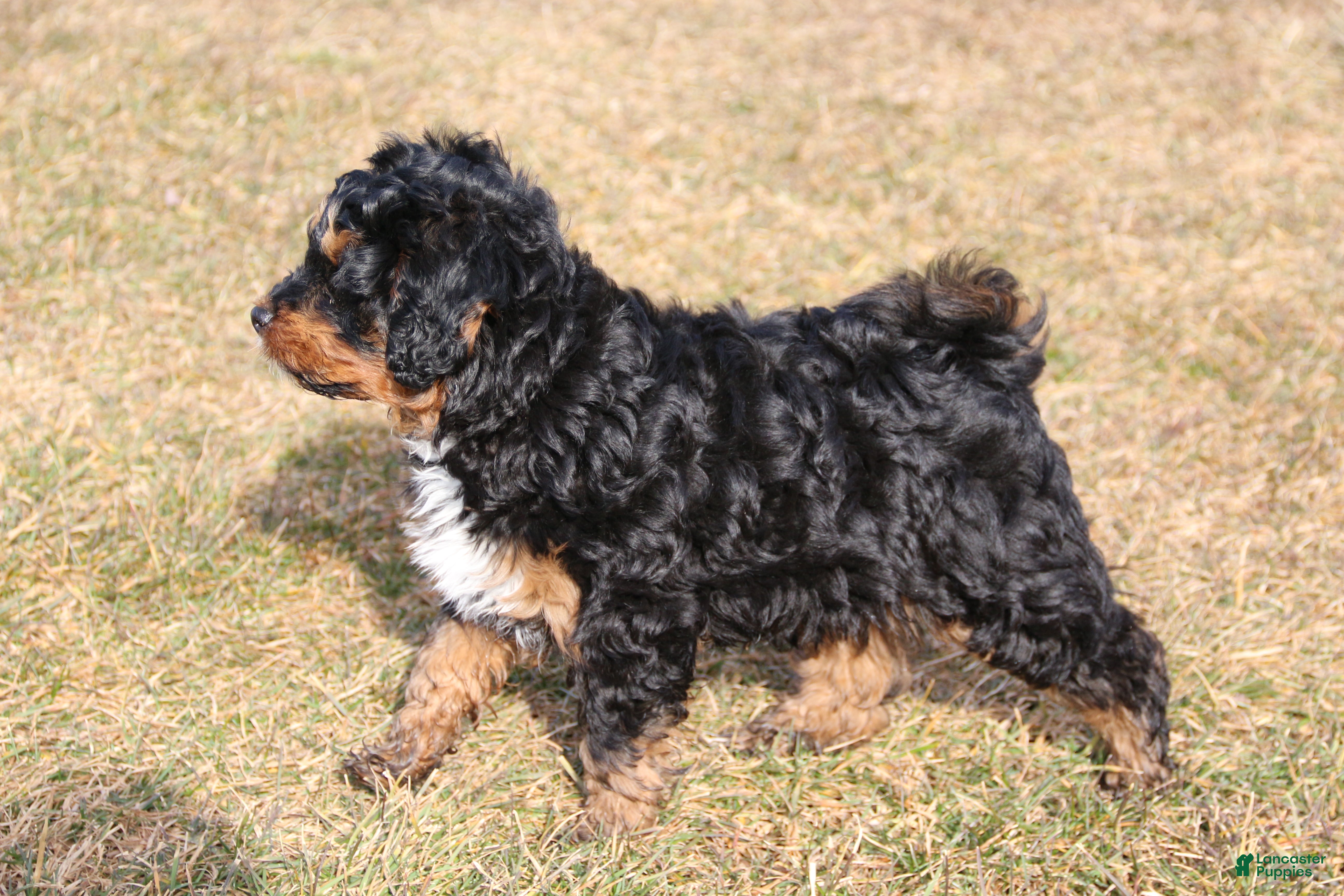 Mini Bernedoodle dogs Teddy - Ad 2
