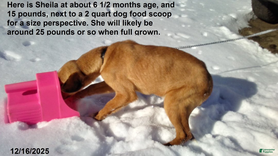 Mixed Breed dogs for sale:  Sheila - Ad 6