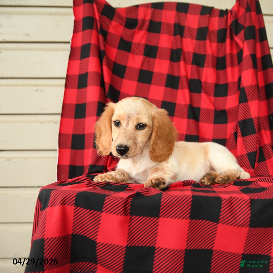 Dachshund dogs Frisky - Ad 2