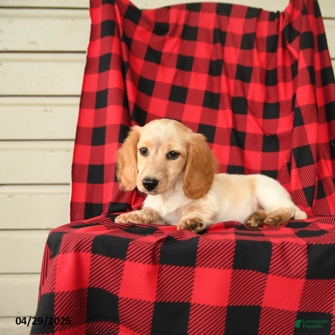 Dachshund dogs for sale: Frisky - Ad 2