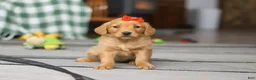 Golden Retriever dogs for sale: Cozy - Ad 1