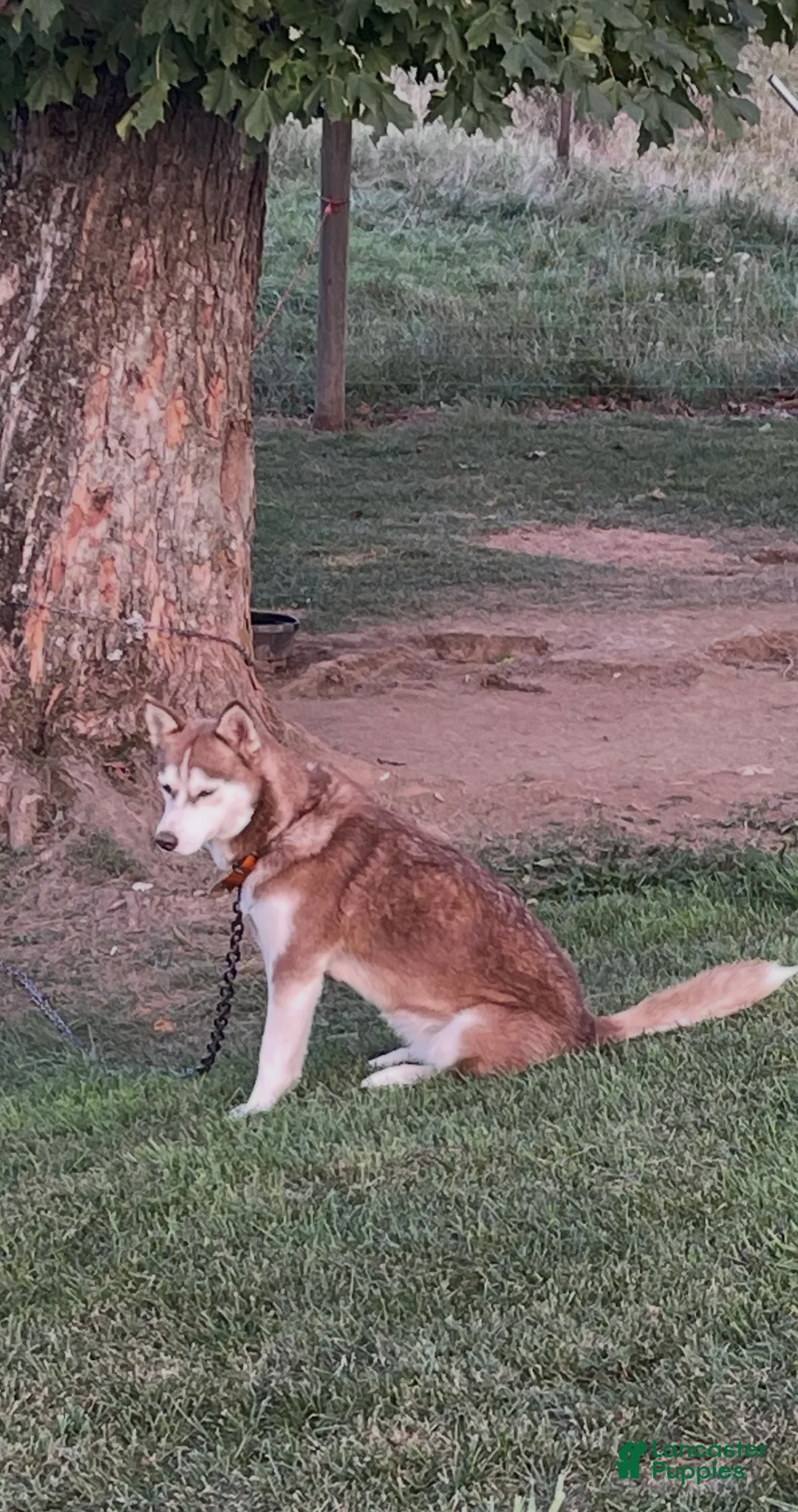 Siberian Husky dogs for sale: Siberian Husky Puppy 1 - Ad 2