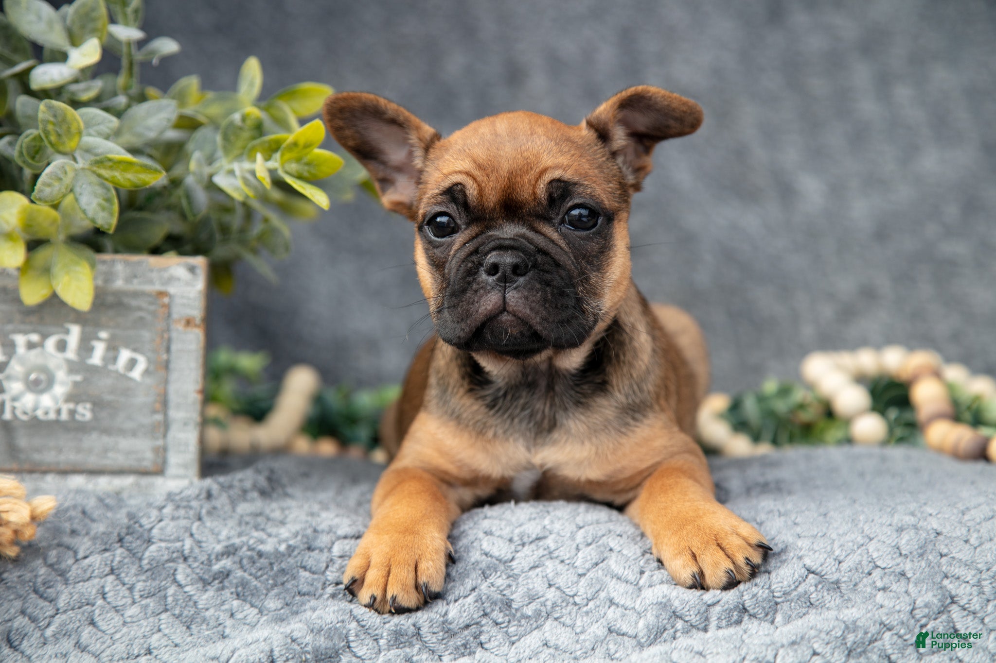 French Bulldog Puppies for sale under $800 Lancaster Puppies