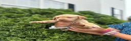 Labrador Retriever dogs for sale: Labrador Retriever 3 - Ad 4