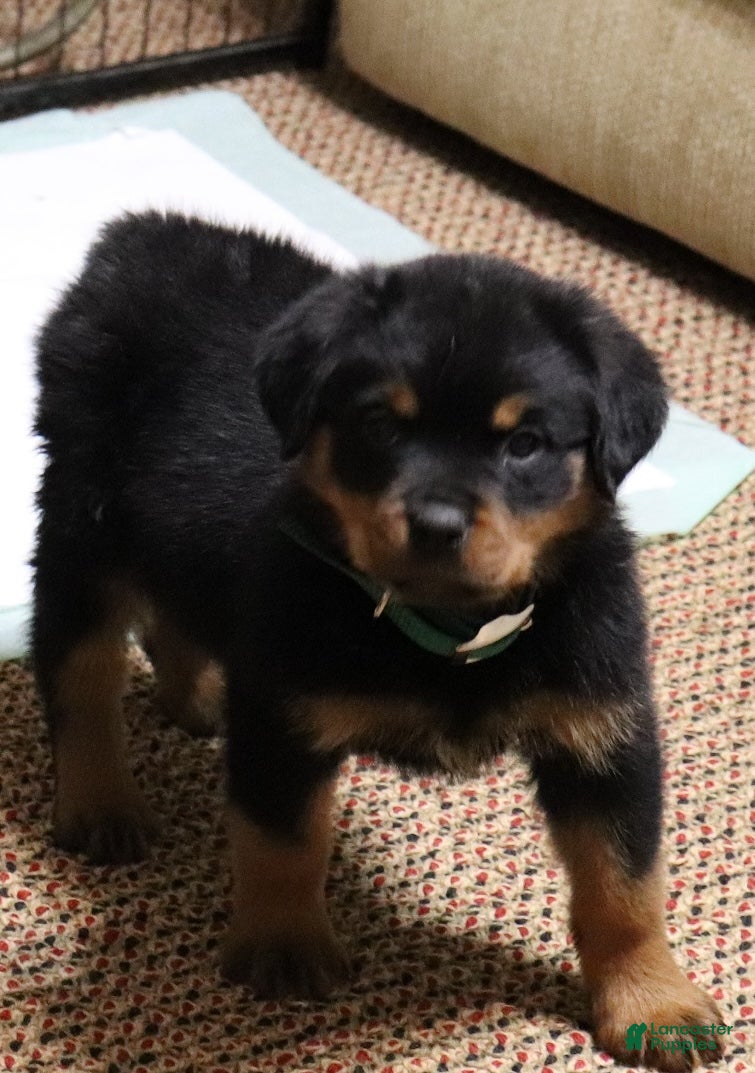 Rottweiler dogs Rottweiler Male  - Ad 10