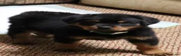 Rottweiler dogs for sale: Rottweiler Male  - Ad 1