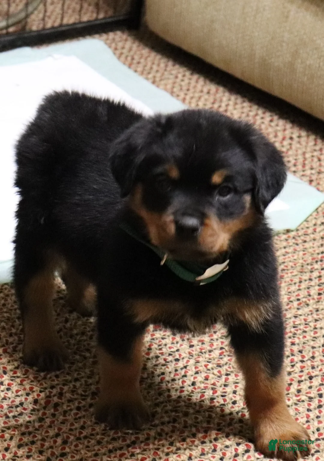 Rottweiler dogs for sale: Rottweiler Male  - Ad 1