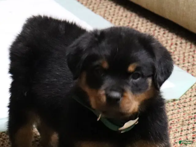 Rottweiler dogs Rottweiler Male - Ad 28