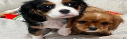 Cavalier King Charles Spaniel dogs for sale: Cavalier King Charles Spaniel Puppy 1 - Ad 3