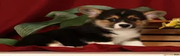 Welsh Corgi Pembroke dogs for sale: Jodi - Ad 4