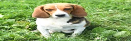 Beagle dogs for sale: Warren - Ad 6