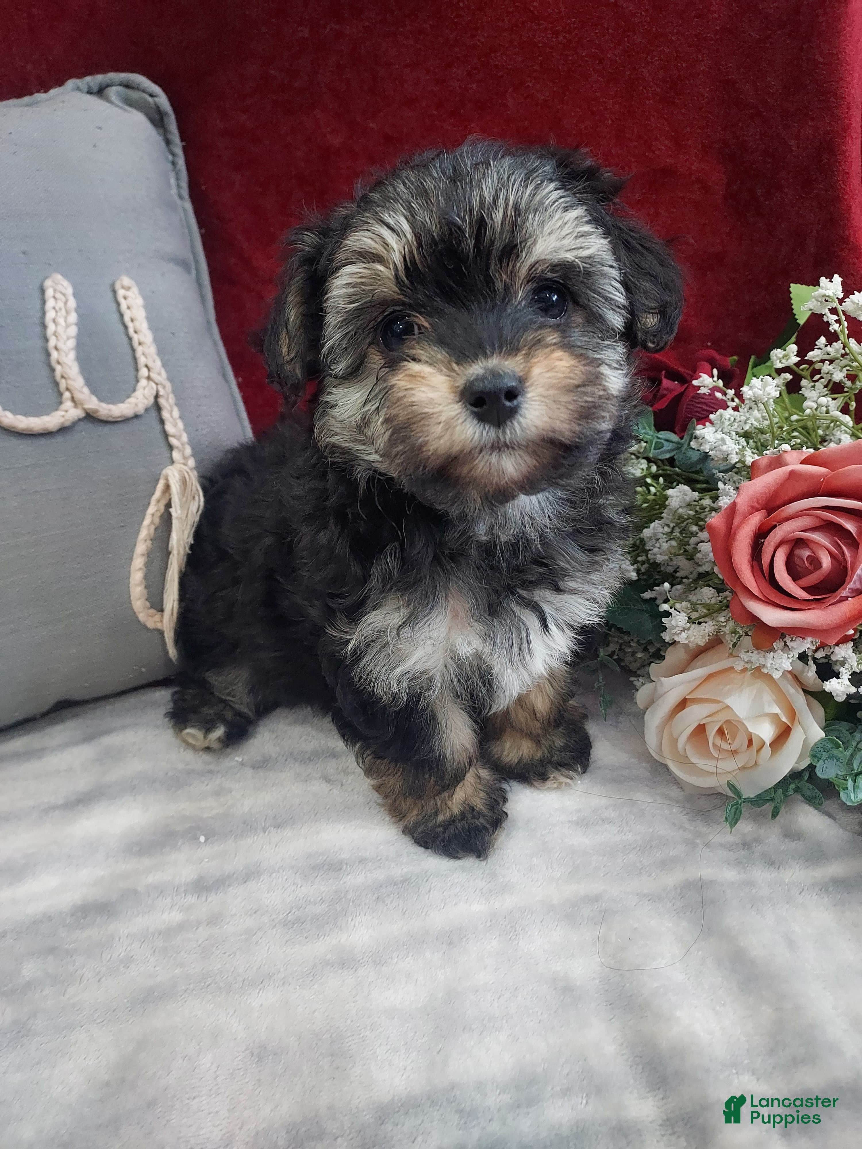 Mixed Breed dogs Ruby - Ad 2