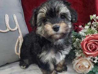 Mixed Breed dogs Ruby - Ad 2