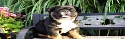 French Bulldog dogs for sale: Panda - Ad 3