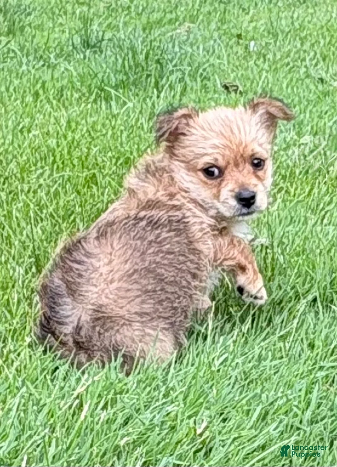 Chorkie dogs for sale: Chorkie 1 - Ad 2