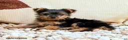 Yorkshire Terrier dogs for sale: Twilight - Ad 3