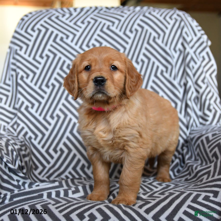 Golden Retriever dogs Latte - Ad 41