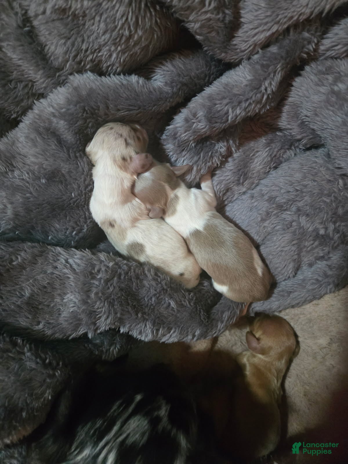 Miniature Dachshund dogs Tennessee - Ad 2