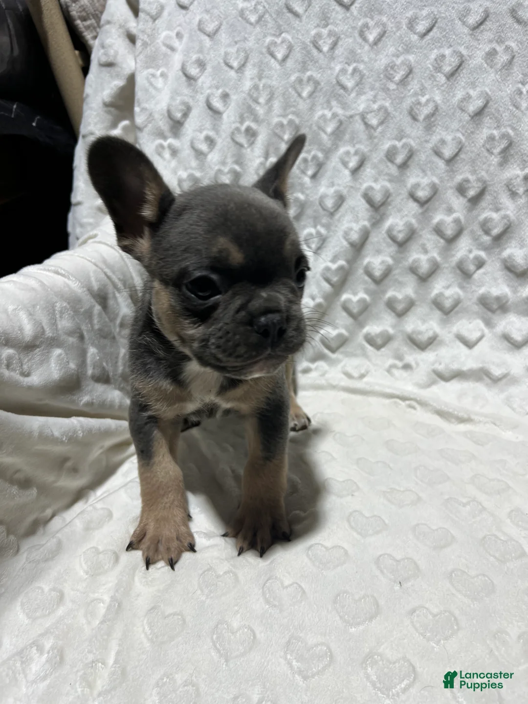 French Bulldog dogs for sale: French Bulldog Puppy 4 - Ad 2