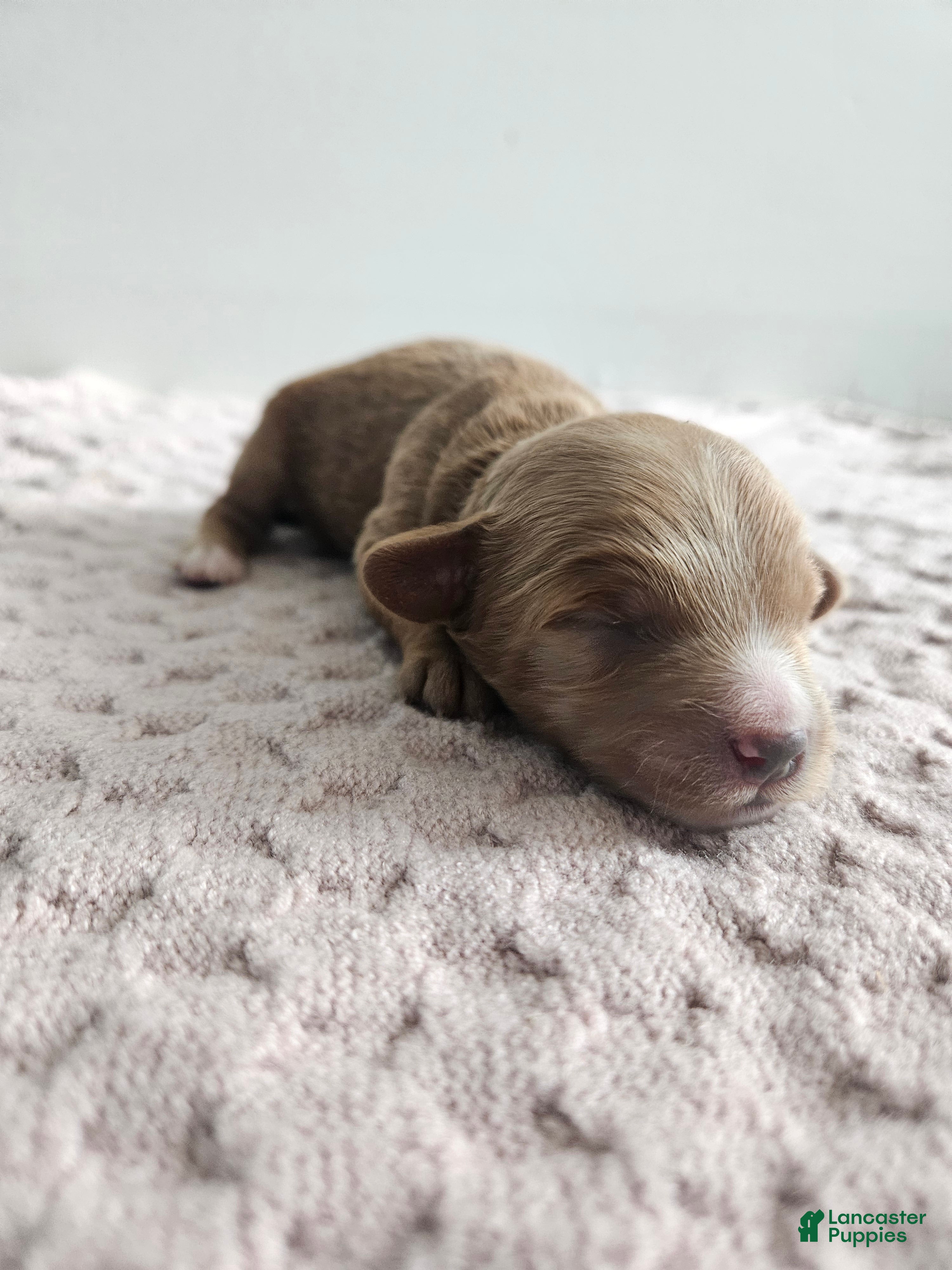 Cavapoo dogs Chase - Ad 20